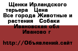 Щенки Ирландского терьера › Цена ­ 30 000 - Все города Животные и растения » Собаки   . Ивановская обл.,Иваново г.
